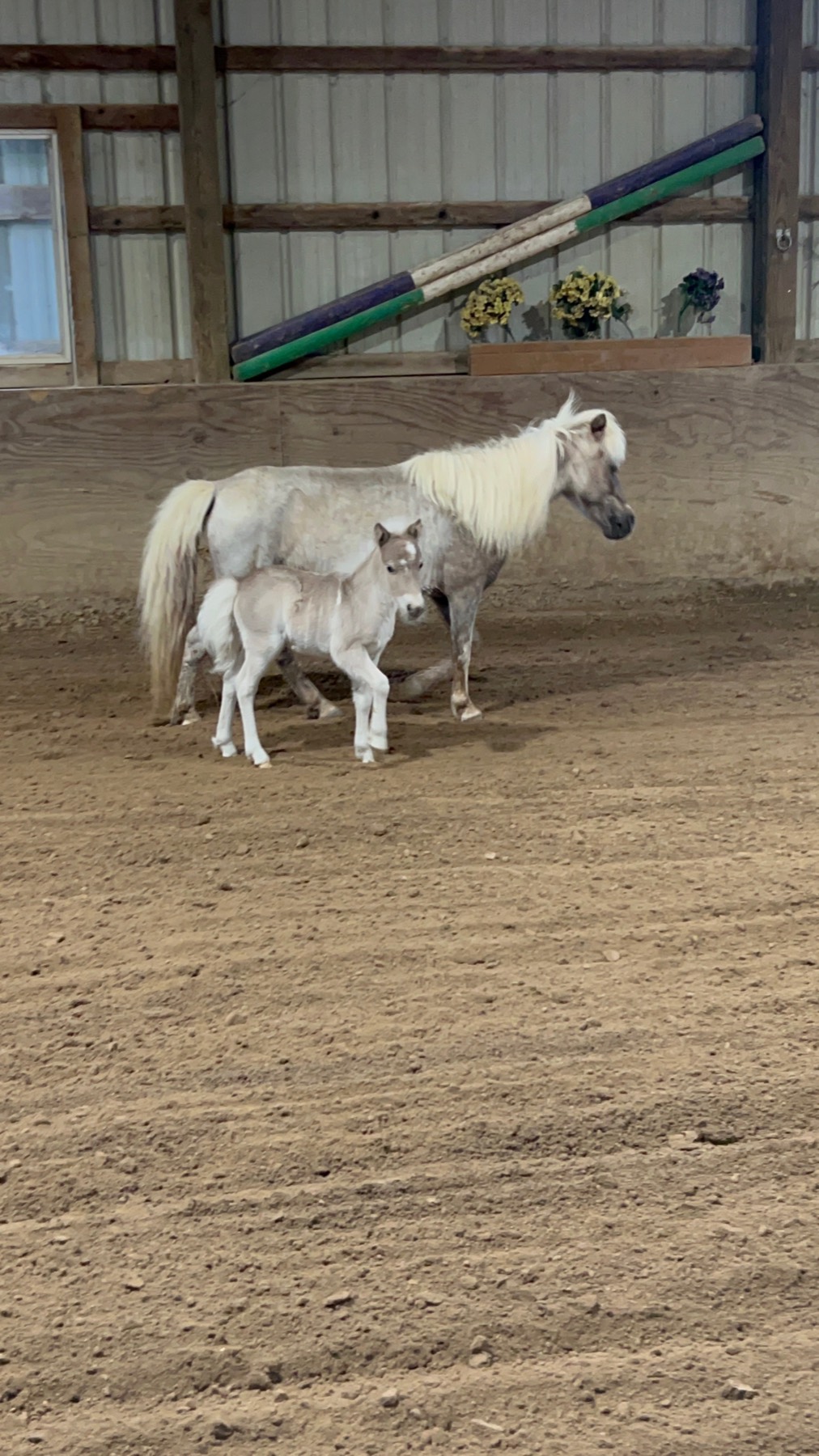 Mare and foal in an indoor arena