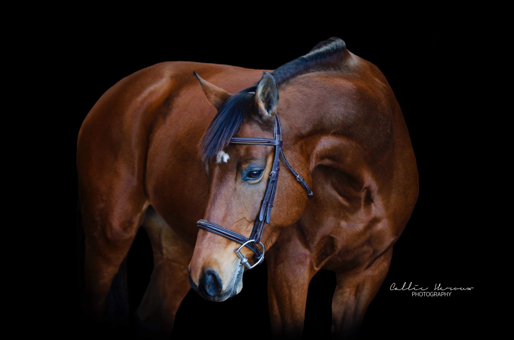 Carlson Hunters & Jumpers gallery photo 5