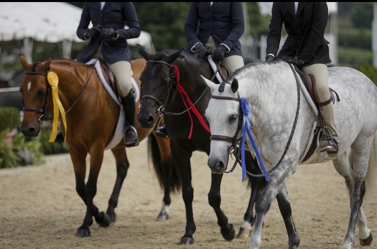 Carlson Hunters & Jumpers gallery photo 23