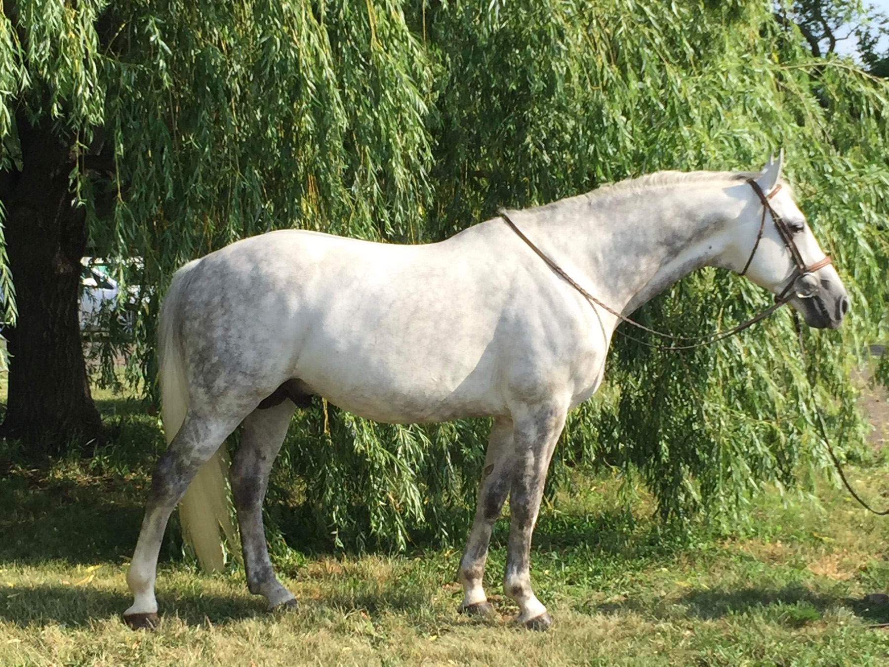Argo, the standing stallion at Carlson Hunters and Jumpers